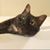 Lisa Clark's profile image
