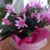 Susan Thompson Schaffner's profile image