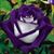 Sharla Baker's profile image