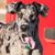 Gloria Gatto Purce's profile image