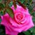 Lynn Gratkowski's profile image