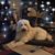 Lulu Quick-Rigsby's profile image