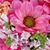 Nicole Schell's profile image