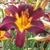 Starlia Gill's profile image