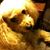 Patricia Gwirtz's profile image