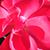 Mary Lou McBride's profile image