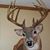 Amos Bradley's profile image