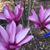 Richard Dorothy Tharp's profile image