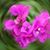 Nancy Lang's profile image