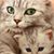 Mayra Graceland's profile image