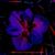 Elizabeth A Jones Governanti's profile image