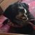 Rob Rippy's profile image