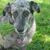 Allison Howard's profile image