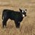 Sue Ann Smith-Witherspoon's profile image