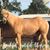 Melinda Schulte Wheeler's profile image