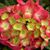 Melody Siemer's profile image