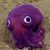 Dan Robinson's profile image