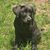 Angie Halverson's profile image