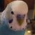 Debbie Callagy Teudt's profile image