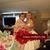 Dawn M Sholly's profile image