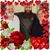 Julie Meadows Gamblin's profile image