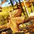 Anad Somel's profile image