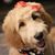 Sheryl Blaylock Amico's profile image