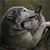 Carol Ebel's profile image