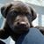 Rebecca L Sudul Norton's profile image