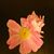 Lorraine Megenis's profile image
