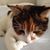 Elizabeth Duke's profile image