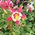 Donna Williams's profile image