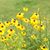 Rhonda Whitcomb's profile image