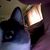 Tommy Czartoryski's profile image