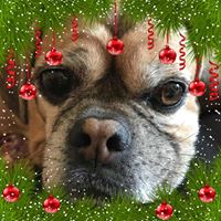 Sharon Mishevich's profile image