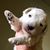 Elso Kuvasz's profile image