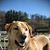 Walt Standish's profile image