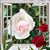 Connie Hoeppner's profile image