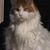 Judy Lindemann's profile image