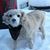 Lynsey Dibelardino's profile image