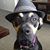 Starbuck Troutman's profile image