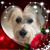 Lily Corbett's profile image