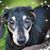 Laurel Crooks's profile image