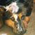 Len Lamberg's profile image