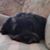 Carmel Adamo's profile image