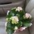 Susan Wilson Hanff's profile image
