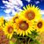 Lisa Hendershot Rader's profile image