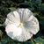 Mary Proffitt Ellis's profile image