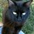 Connie Beste's profile image