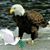 Barrie C. Kelly's profile image